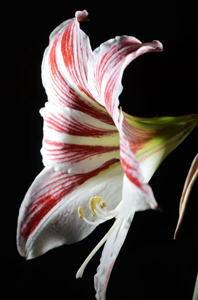 Blommande amaryllis på en mörk bakgrund — Stockfoto