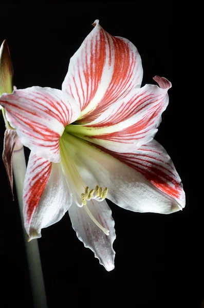 Koyu arka plan üzerinde çiçek açan nergis zambağı — Stok fotoğraf
