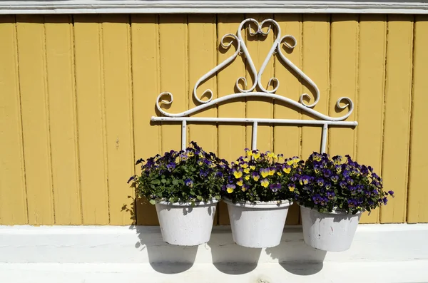 Drei weiße Töpfe mit Blumen an gelber Wand — Stockfoto