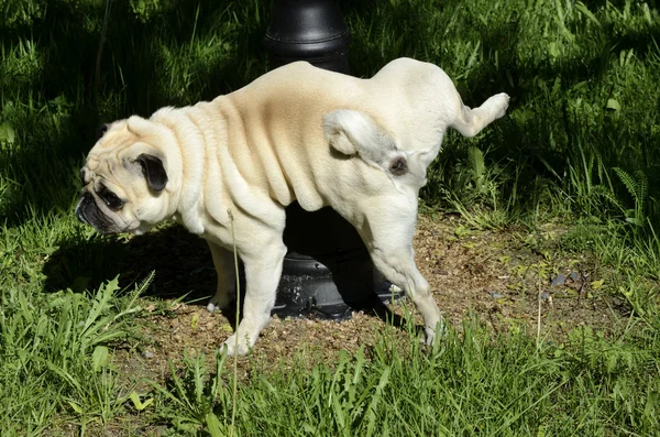 Purebred pug pees on a pillar — Stock Photo, Image