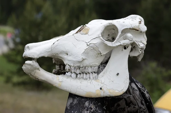 Коров'ячий череп на полюсі на відкритому повітрі — стокове фото
