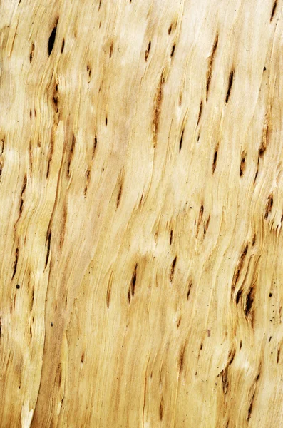 Struttura ravvicinata di betulla di Carelia — Foto Stock