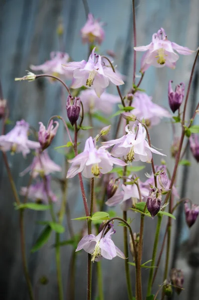 Flowers bluebells on blue background — Stock Photo, Image