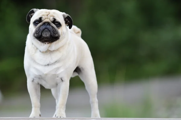 Pug de pie en frente al aire libre —  Fotos de Stock