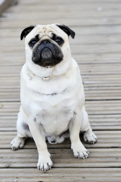 Pug sentado na frente ao ar livre — Fotografia de Stock