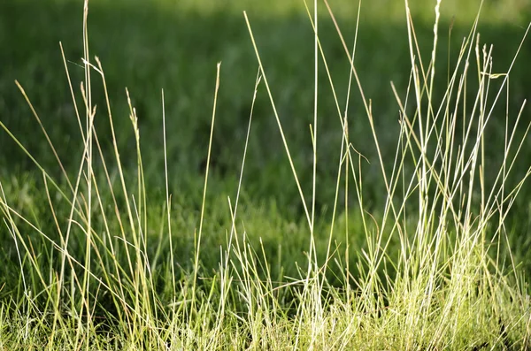 Weelderige groen gras in de zomer — Stockfoto