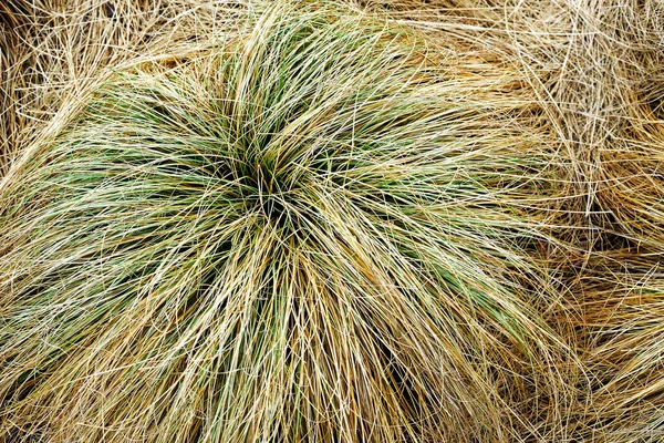 Groen Vergeeld Gras Bovenaanzicht Natuurlijke Achtergrond — Stockfoto