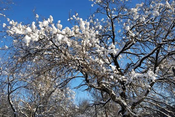 Neve Sui Rami Albero Una Giornata Sole Inverno — Foto Stock