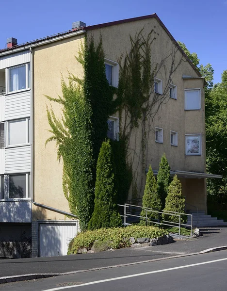 Gevel Van Het Huis Verstrengeld Met Klimop Thuja — Stockfoto