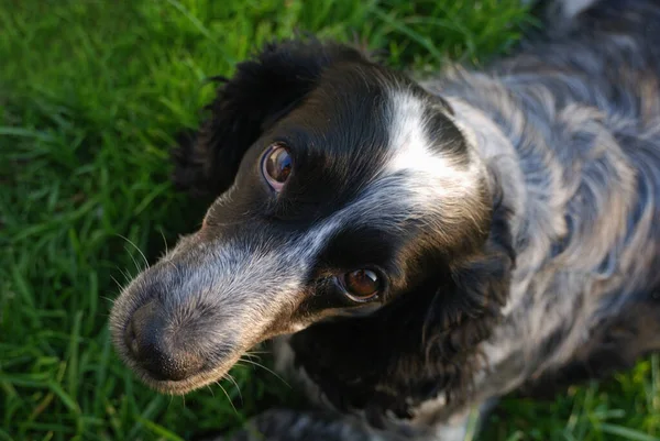 Spaniel Ruso Sobre Fondo Hierba Verde Mirando Cámara — Foto de Stock