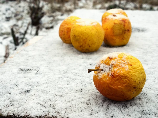 Snötäckta Äpplen Trädgården Bordet Vintern — Stockfoto