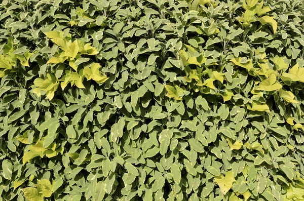 Natuurlijke Achtergrond Groene Bladeren Volledig Vullen Het Frame — Stockfoto