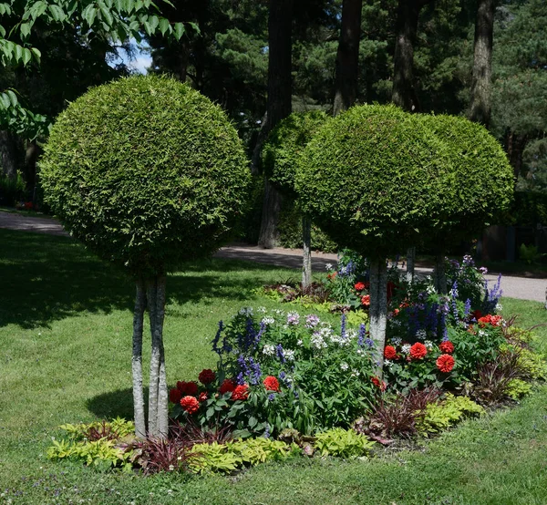 Σφαιρικό Thuja Δέντρα Και Λουλούδια Ένα Παραδοσιακό Κήπο — Φωτογραφία Αρχείου