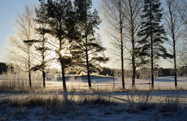 Hermoso Paisaje Invierno Finlandia Árboles Cubiertos Nieve Brillan Sol Carretera — Foto de Stock