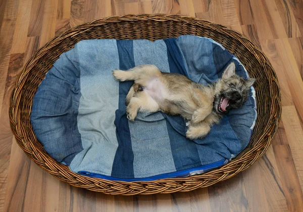 Funny Cairn Terrier Puppy His Basket Mattres — ストック写真