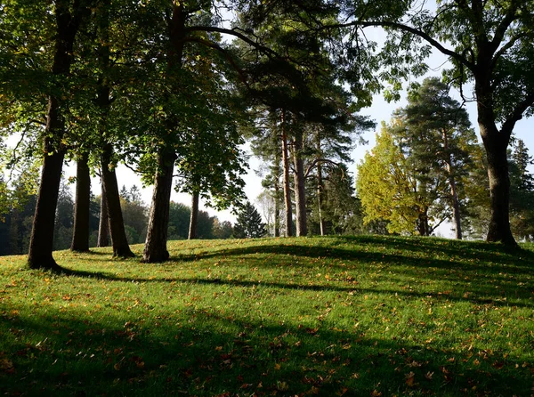 Green Hill Grass Trees Autumn Sunny Day — ストック写真