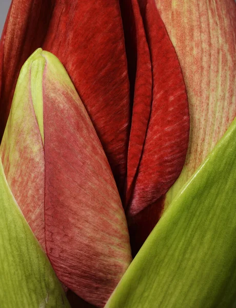 Patlamamış Güzel Amarillis Tomurcuğunun Yakın Çekimi Kırmızı Yeşil — Stok fotoğraf