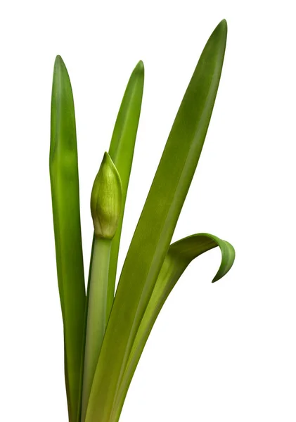 Unblown Amaryllis Bud Leaves White Background — Stock Photo, Image