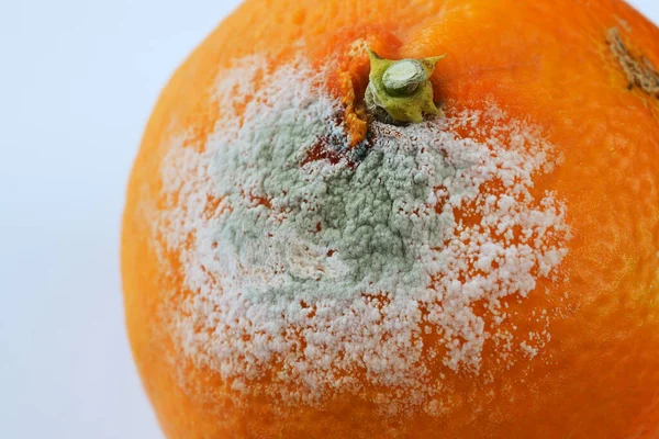 Närbild Bortskämd Möglig Mandarin Neutral Bakgrund — Stockfoto