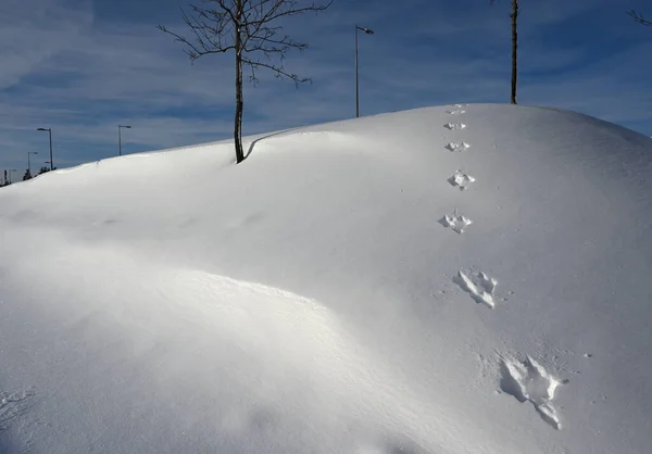 Clear Footprints Hare Slope — Stock Photo, Image