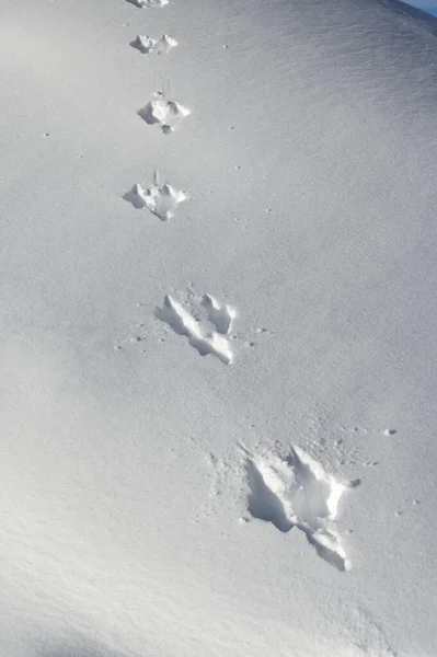 Четкие Следы Зайца Недавно Выпавшем Снегу — стоковое фото