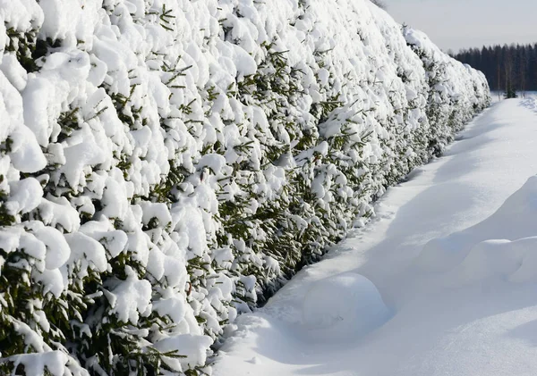 Levande Grön Häck Täckt Med Snö Vintern Finland — Stockfoto