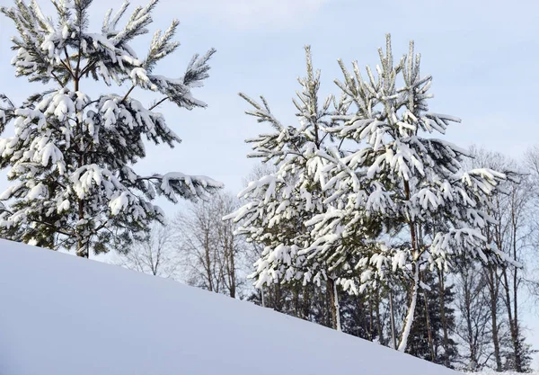 Νεαρά Πεύκα Ένα Λόφο Καλυμμένα Χιόνι Μια Ηλιόλουστη Μέρα — Φωτογραφία Αρχείου