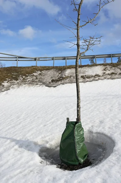 Plantando Árvore Com Saco Rega Cidade Inverno — Fotografia de Stock