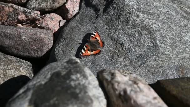 Бабочка Крапивница Взлетает Камня Весной — стоковое видео