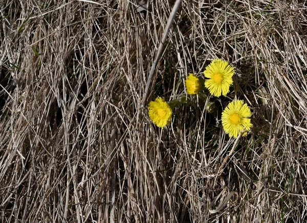 Floraison Des Premières Fleurs Coltsfoot Dans Les Dernières Années Flétri — Photo