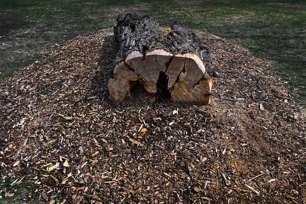 Tronco Árbol Acostado Parque Que Puede Utilizar Como Banco —  Fotos de Stock