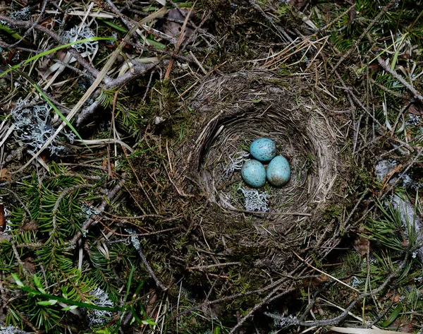 Пташине Гніздо Трьома Яйцями Лісі Природний Фон — стокове фото