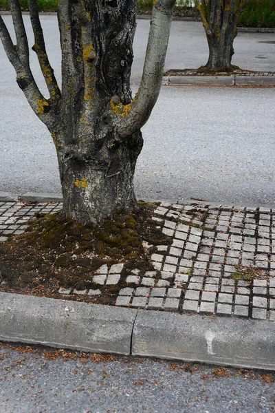 Městské Stromy Rostoucí Asfaltu Prostor Pro Text — Stock fotografie