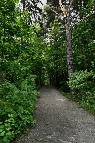 Feldweg Einem Sommerwald Finnland — Stockfoto
