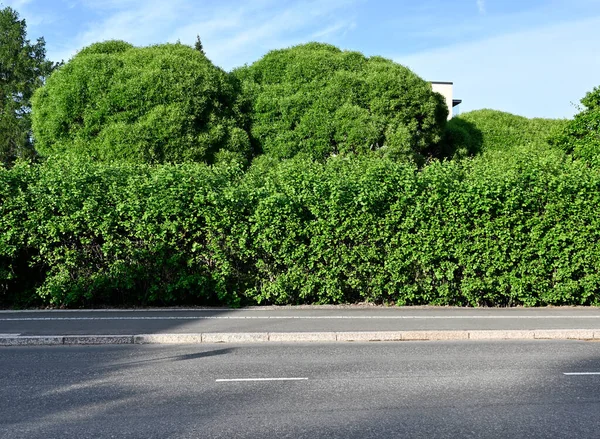 Asfaltweg Overvloedige Groene Struiken Bomen Een Kleine Finse Stad — Stockfoto
