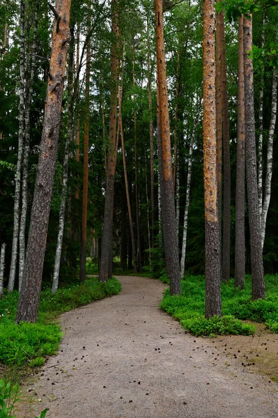 フィンランドの夏の森の未舗装の道 — ストック写真
