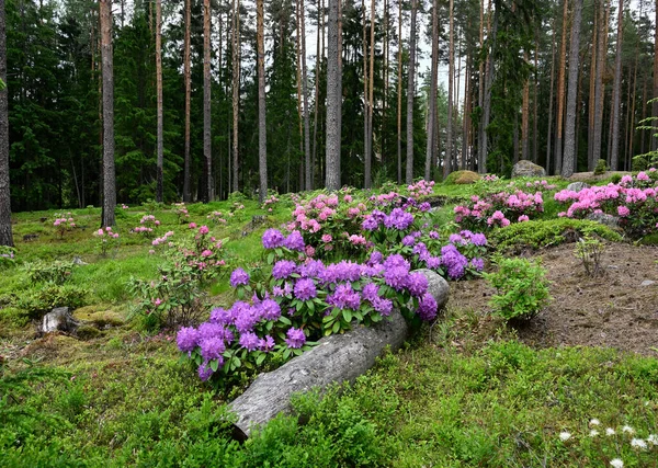 Цветущие Рододендроны Парке Дендрарий Илолан Финляндии — стоковое фото