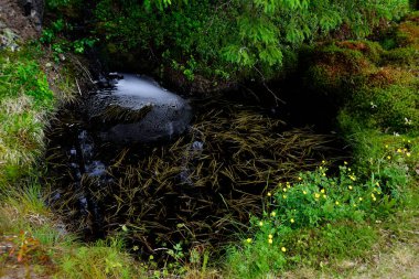 a small calm stream in a coniferous boreal forest in Finland
