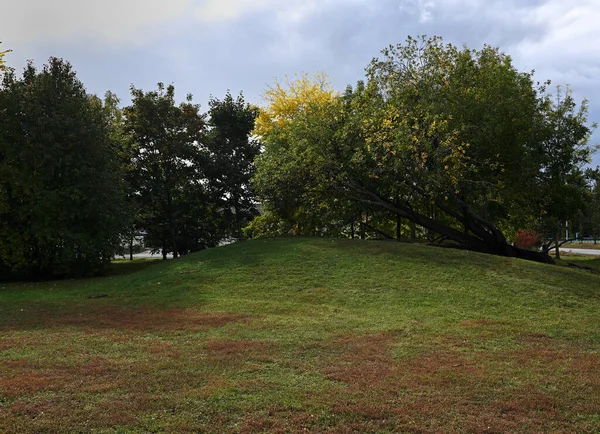Bäume Park Und Rasen Herbst Der Stadt — Stockfoto