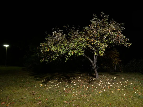 apple tree in autumn in the garden at night and fallen apples on the grass
