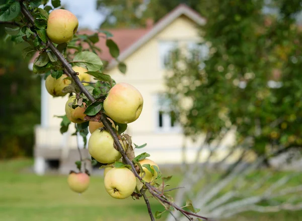 Mogna Äpplen Gren Trädgården Suddig Bakgrund Huset Hösten — Stockfoto