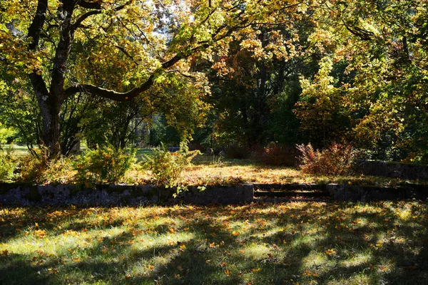 Autumn Trees Sunny Day Park — Stock Photo, Image