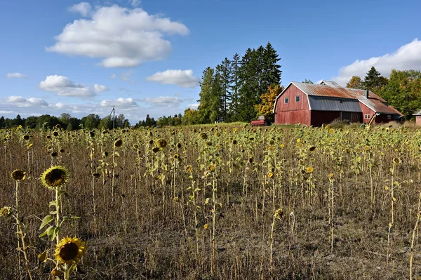 Campo Girasole Fienile Rosso Trattore Azienda — Foto Stock