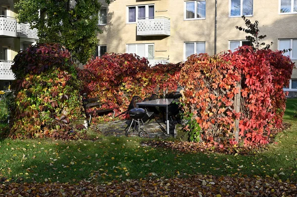 Grillplats Gården Bakom Grön Häck Hösten — Stockfoto