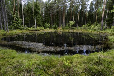 Finlandiya 'da botanik bahçesinde ormanla çevrili küçük bir göl.