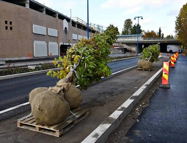 Aménagement Paysager Ville Arbres Prêts Être Plantés Dans Rue — Photo