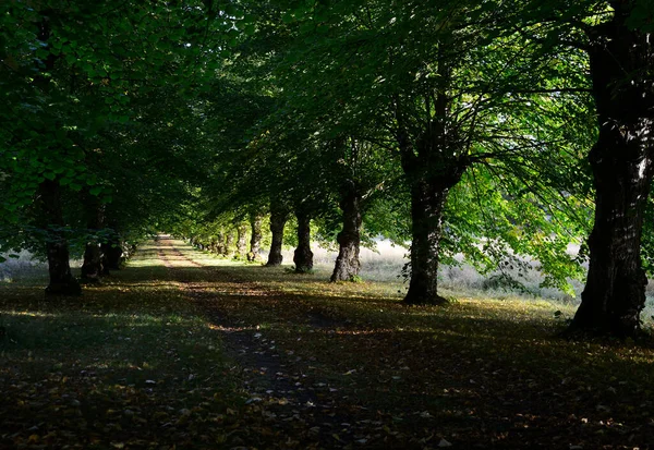 秋の葉を持つ木の木陰にある路地 — ストック写真