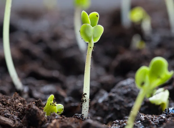 Närbild gröna plantor växer ur jord — Stockfoto