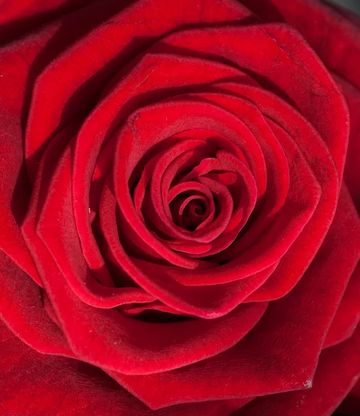 Vakker, rød rose på nært hold – stockfoto