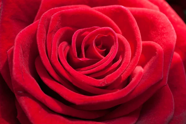 Bella rosa rossa di primo piano — Foto Stock